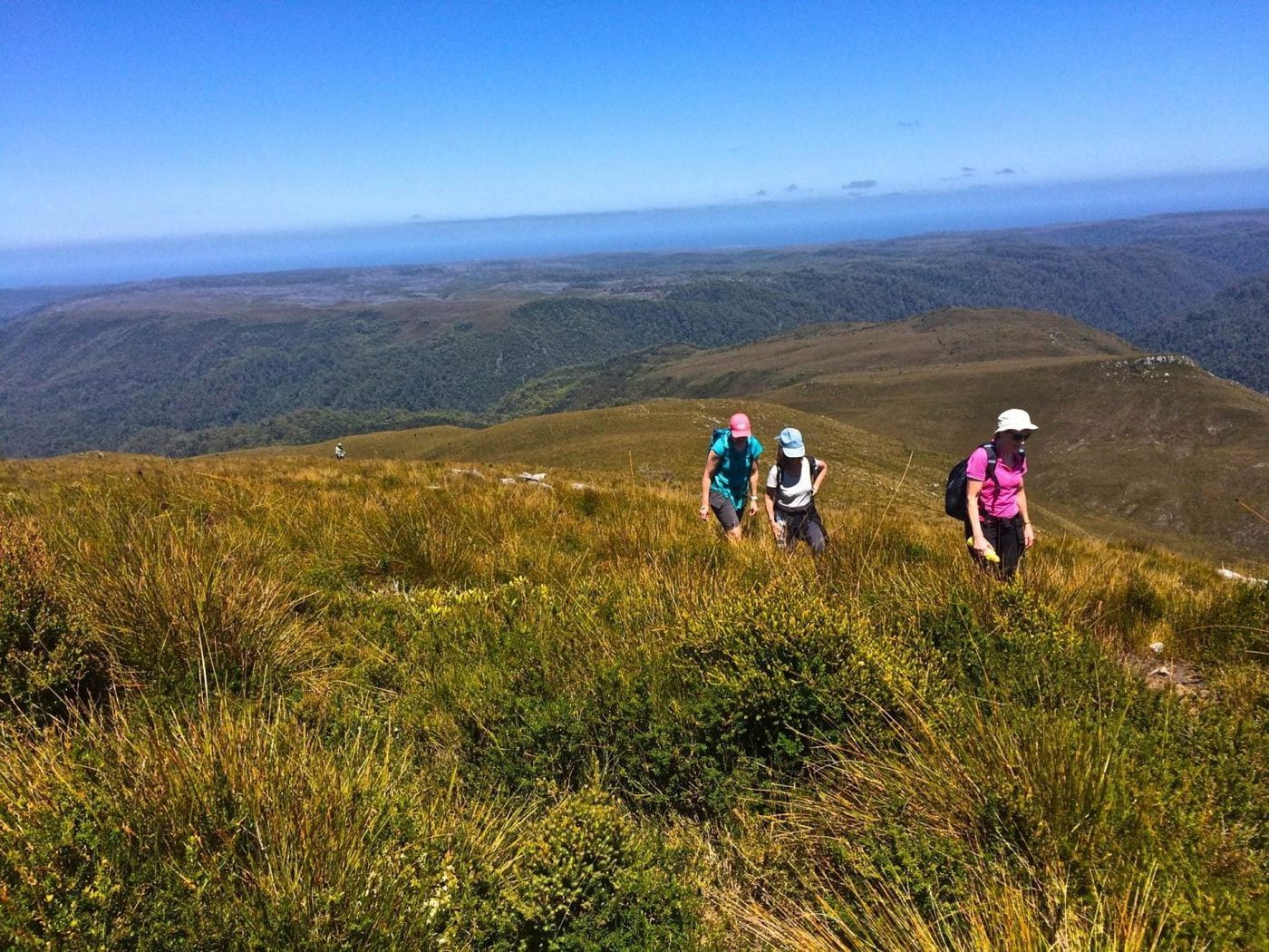Tarkine Walk over mountain top with walkers