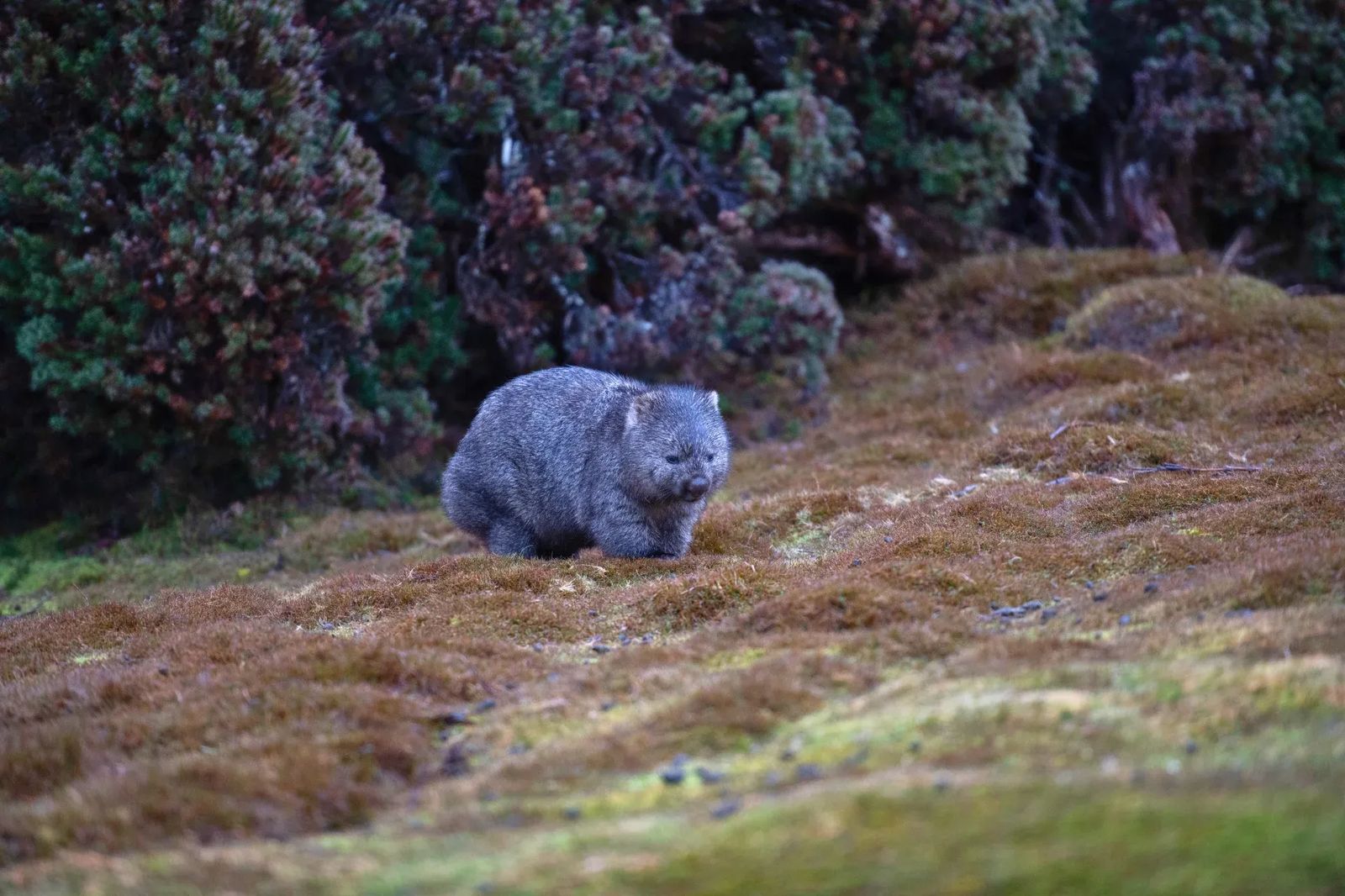 Wombat at Cradle Mountain