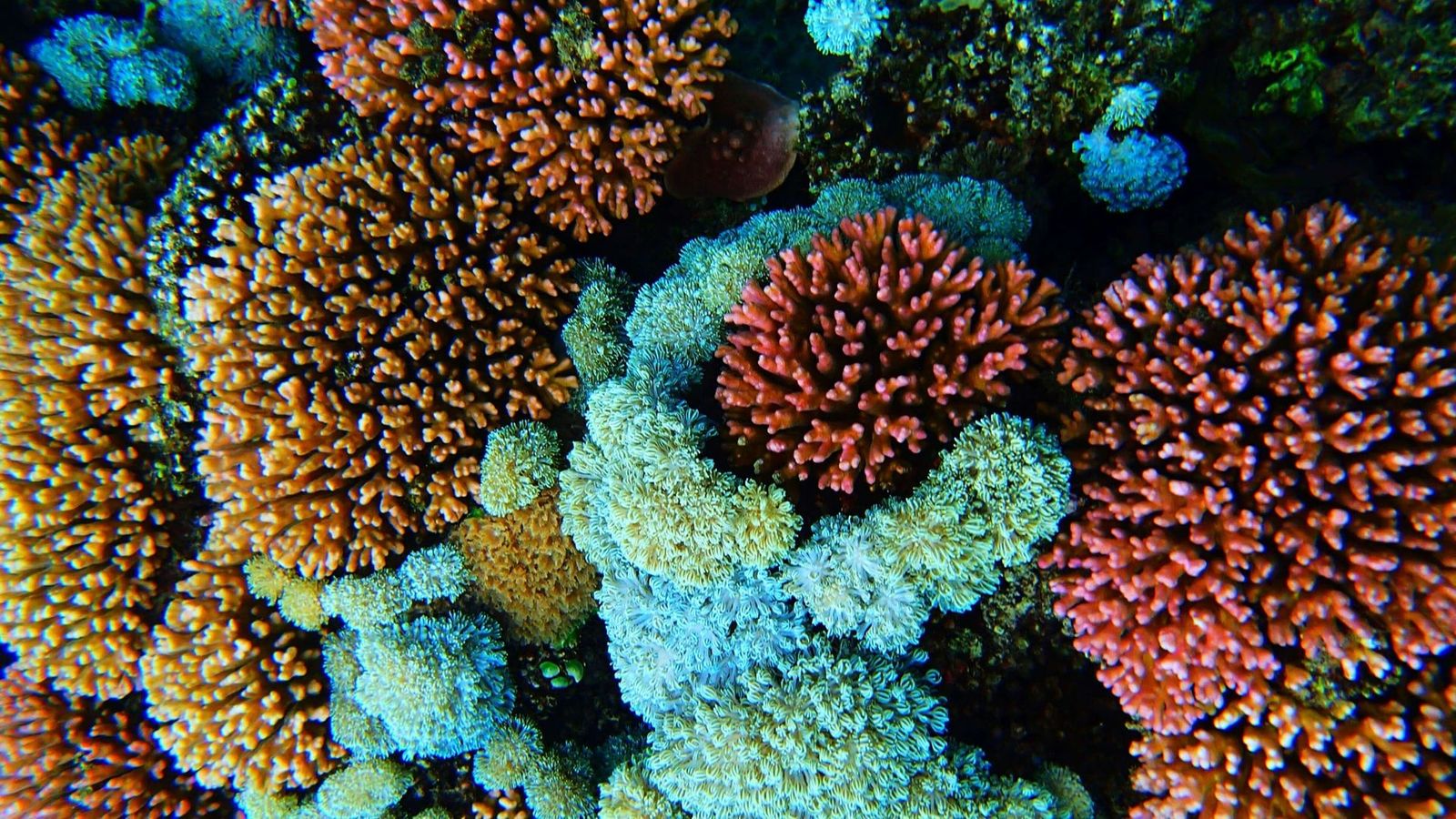 Coral Lord Howe Island