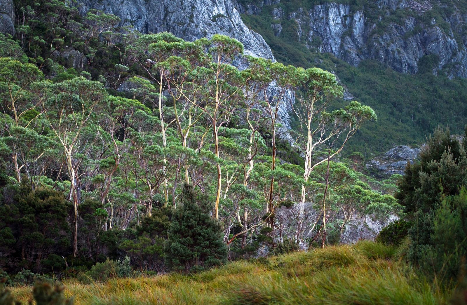 Alpine-Gums-on-a-Rocky-Slope-in-Cradle-Moutain
