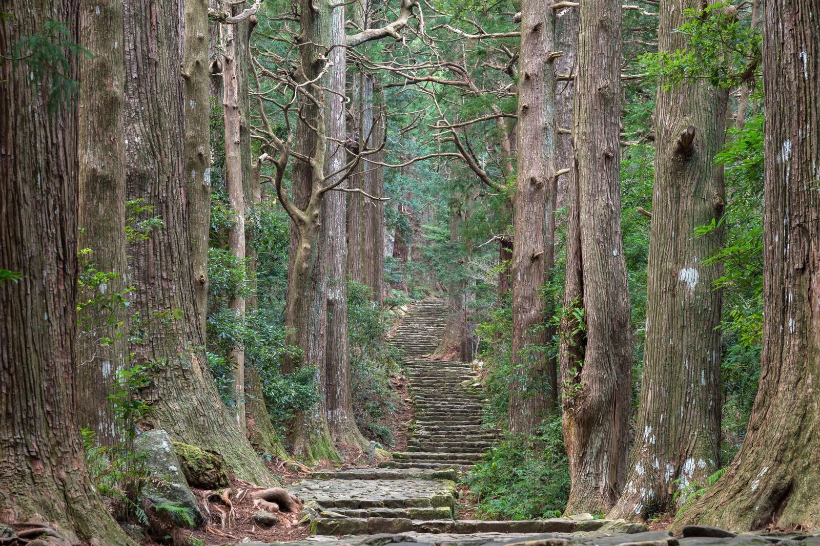 Ancient-Steps-of-Daimon-zaka-Kumano-Kod?