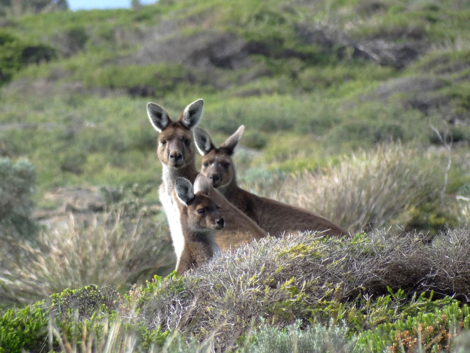 cape to cape Homann kangaroos