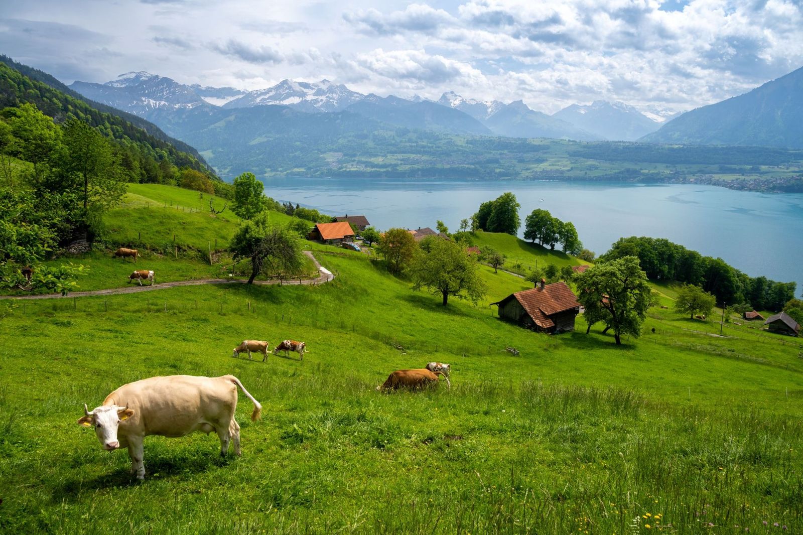 Cows grazing on a lush, rolling green hillside overlooking Lake Thun and Bernese Alps