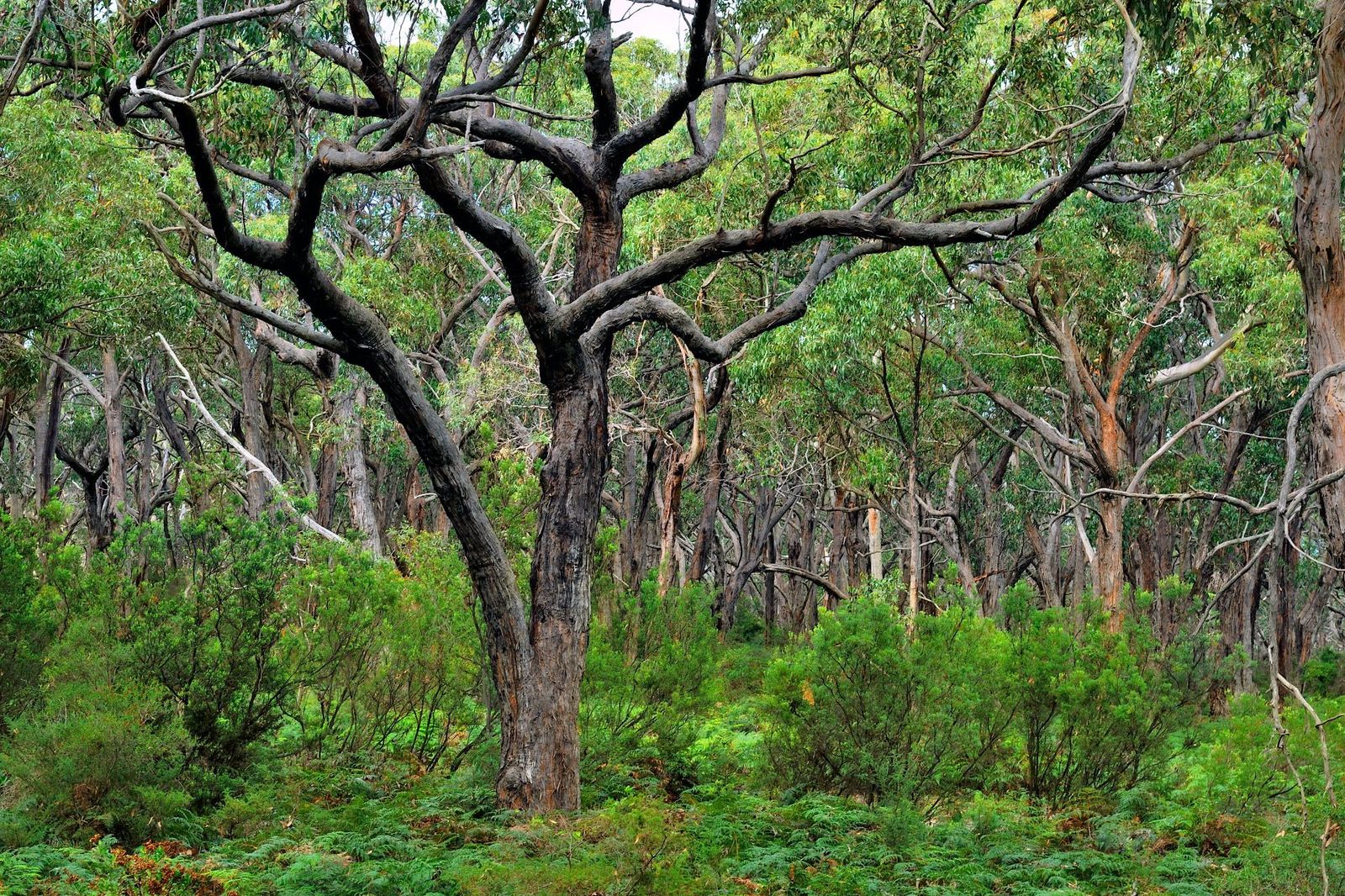 Dense-Forest-of-the-Great-Otway-National-Park