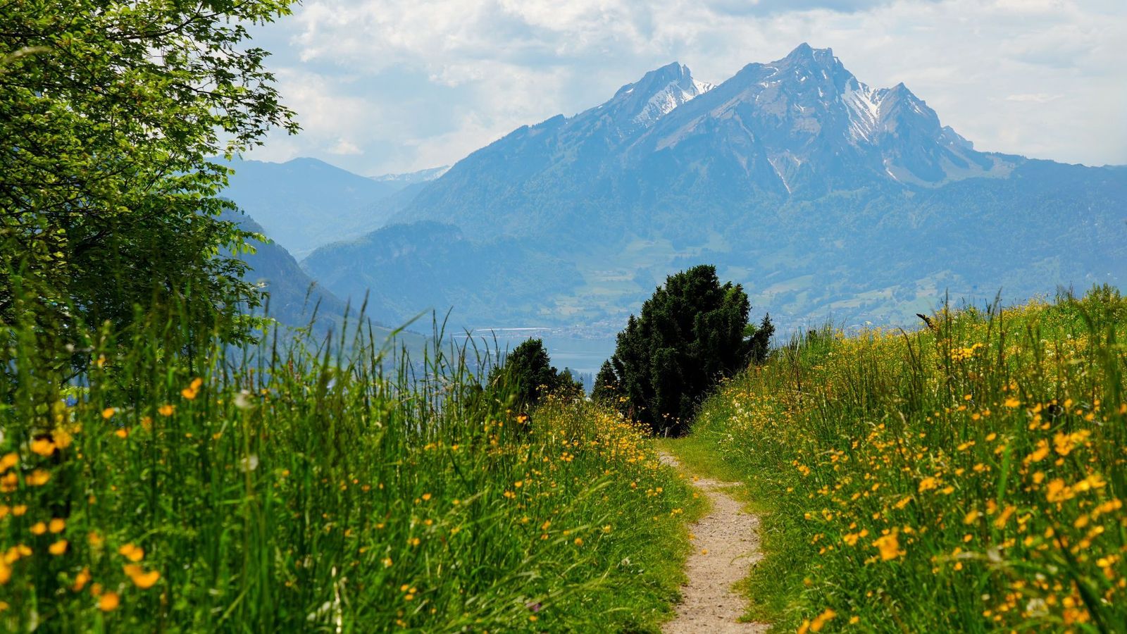 Dirt hiking path winding through a vibrant field of yellow wildflowers on the slopes of Mount Rigi.