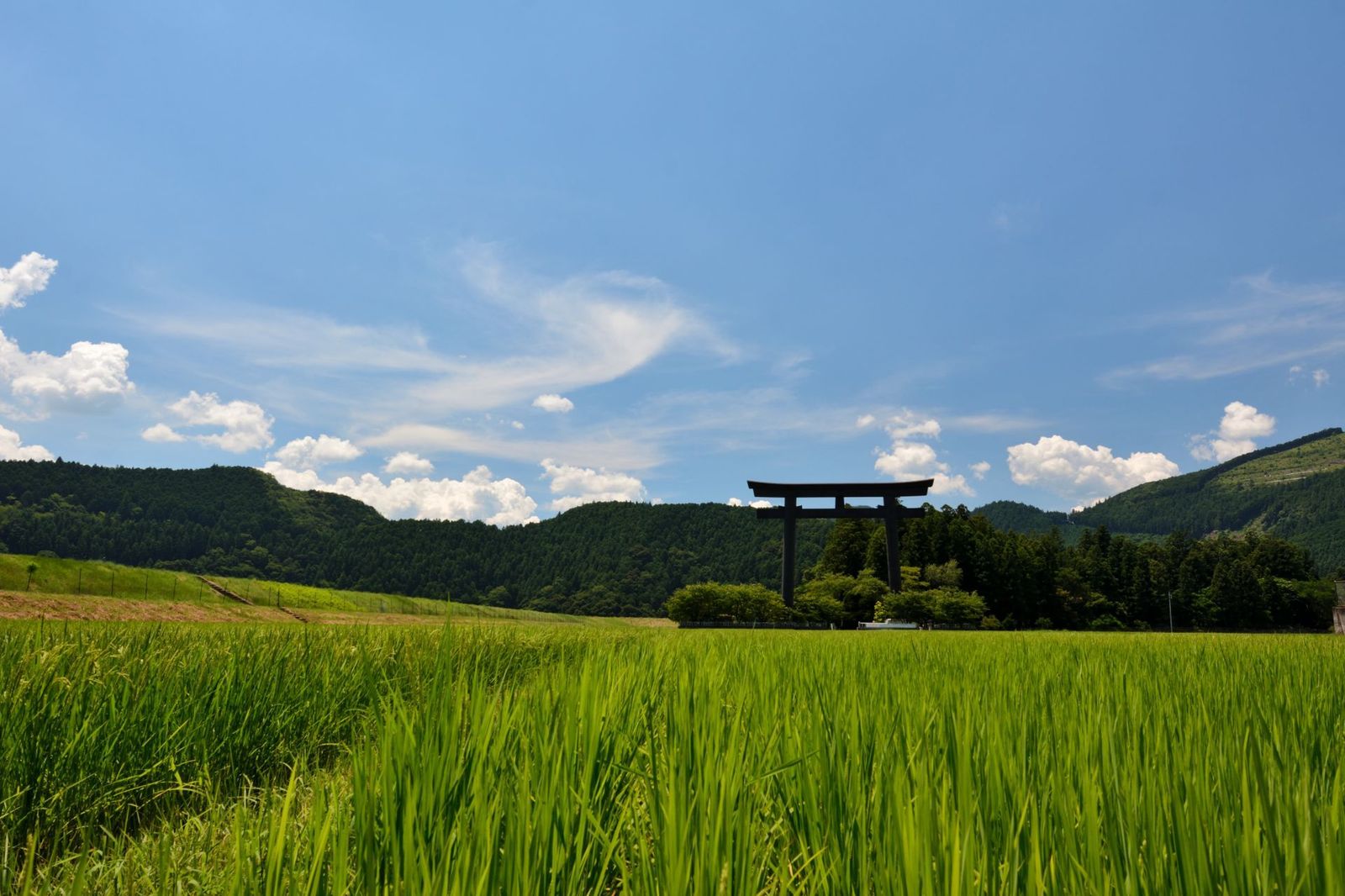 Giant-Otorii-Gate-Rising-Above-Kumano's-Rice-Fields