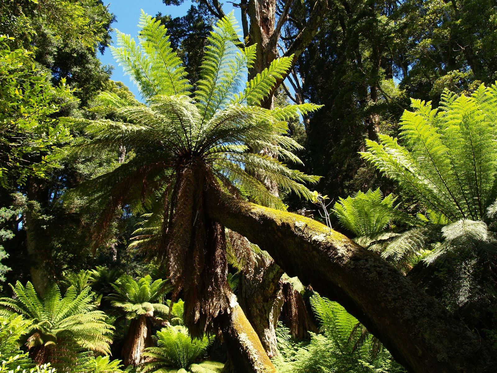 Giant-Tree-Ferns-in-a-Lush-Forest-in-Cradle-Mountain