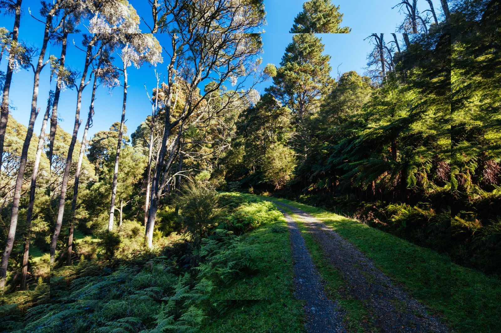 Great Alpine walk, forest.jpg
