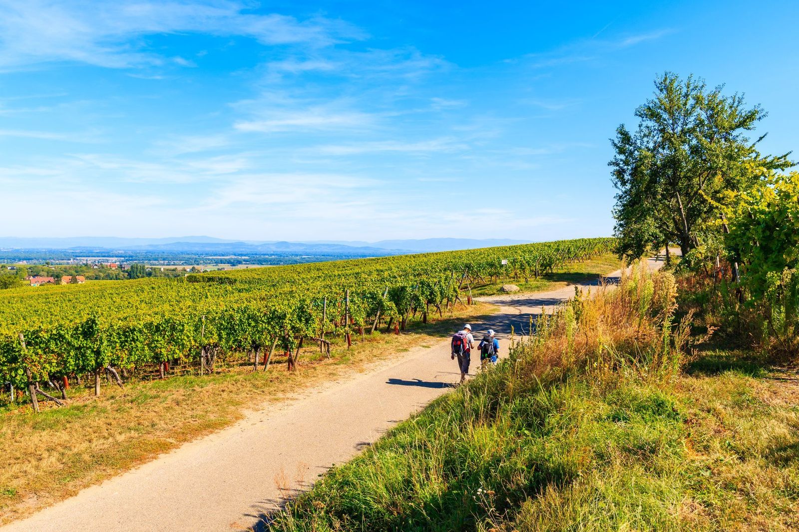 Hiking near Riquewihr village, Alsace Wine Route, France