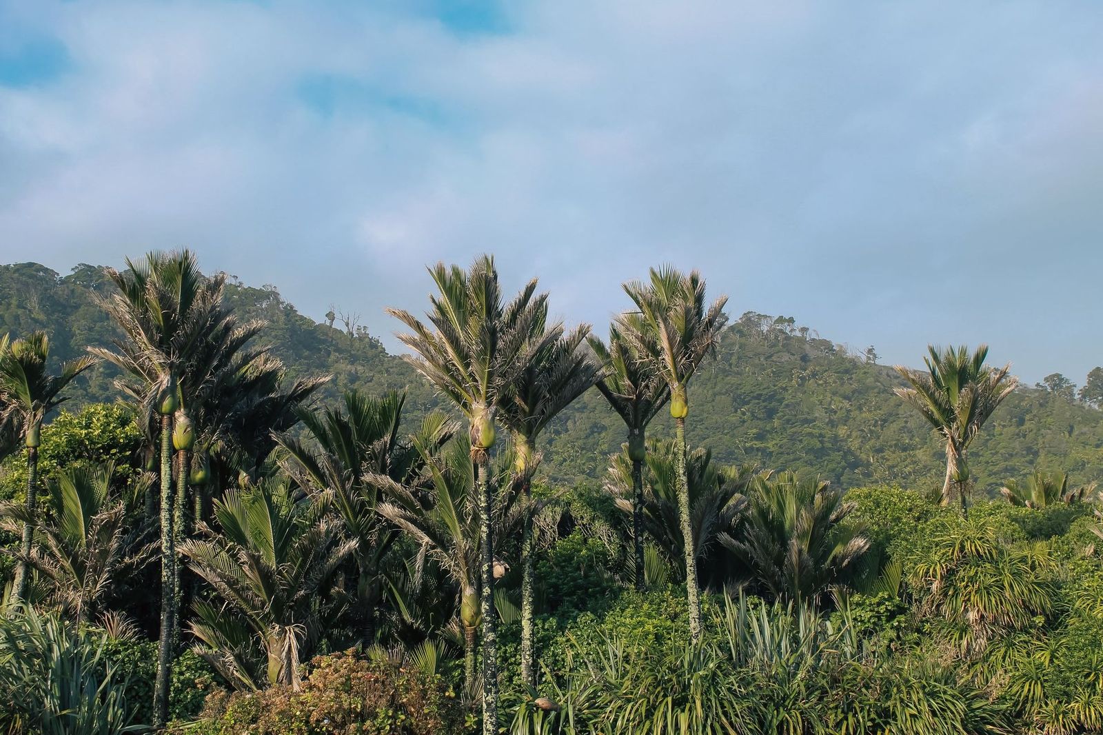 Nikau Palms near Punakaiki