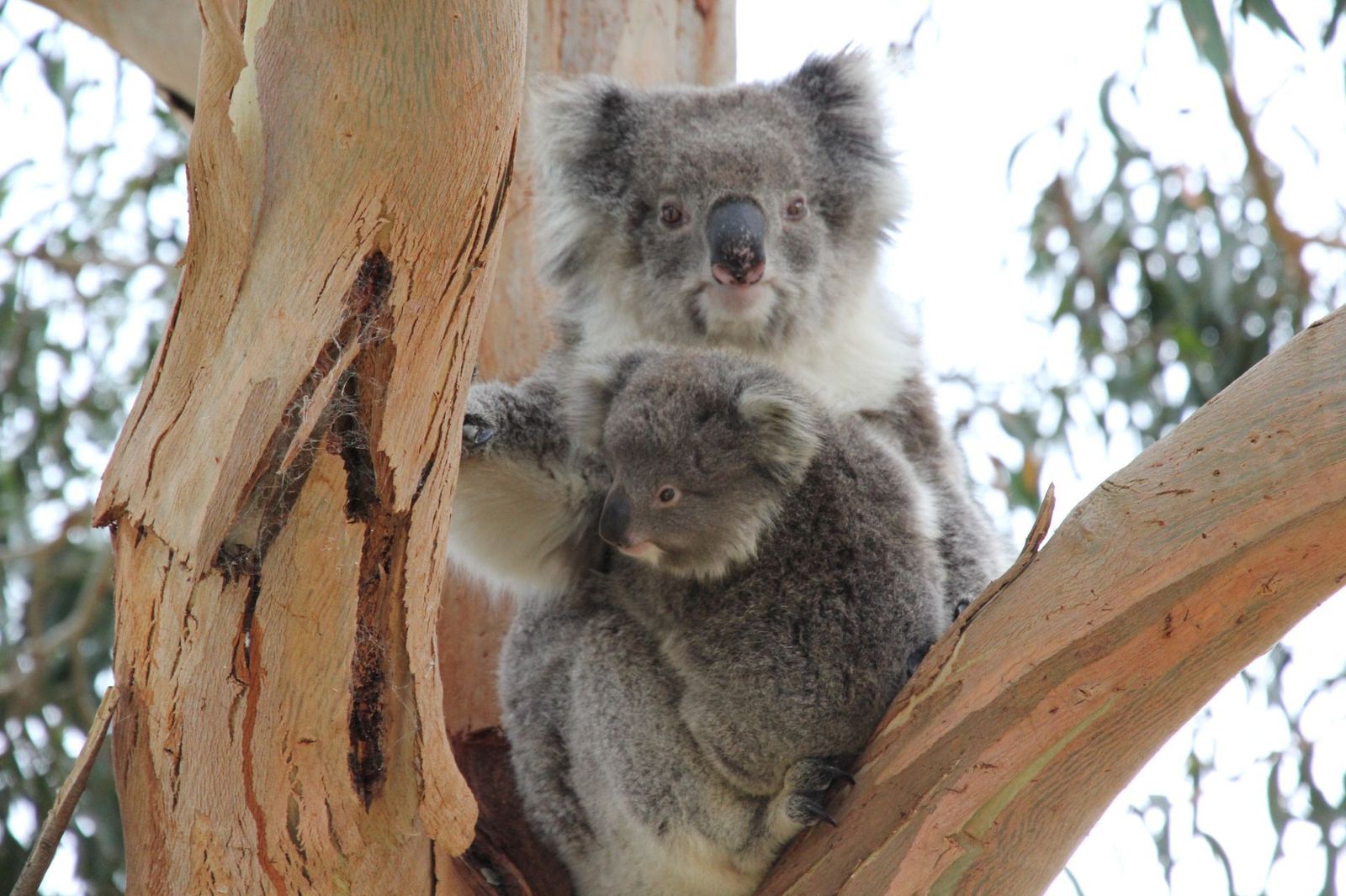 Koala-Mother-and-Joey-in-Tree
