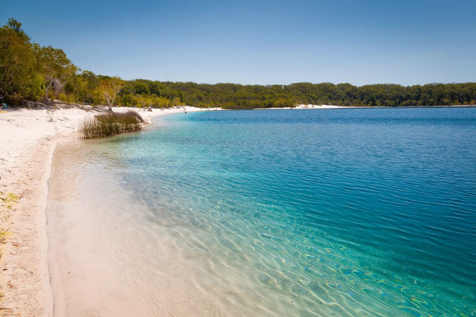 Lake Mckenzie (2)