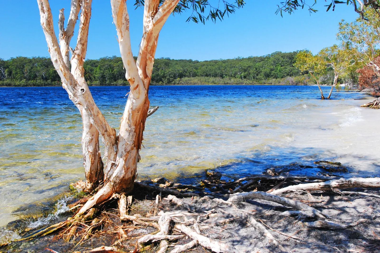 Lake Mckenzie (4)