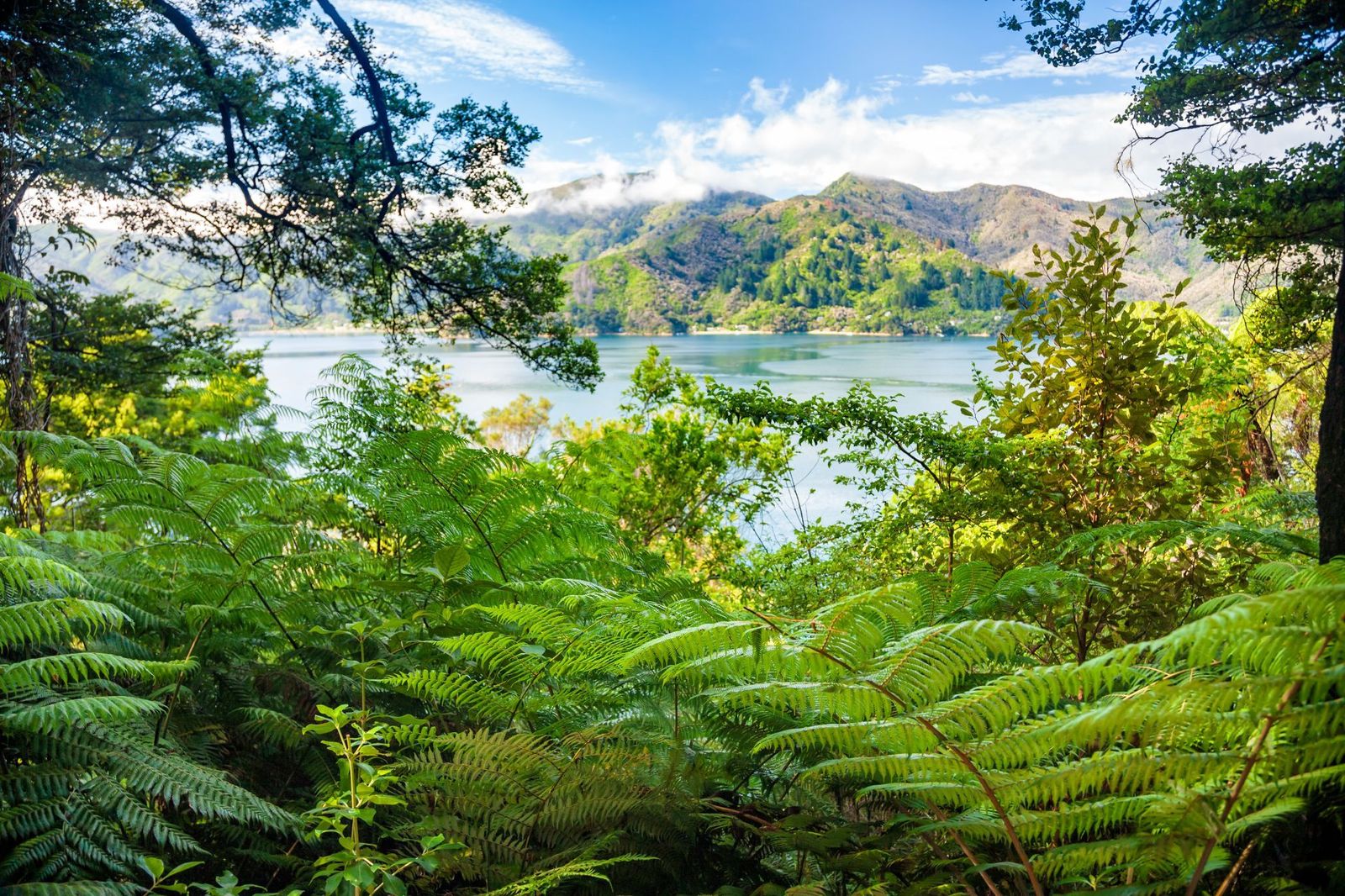 Marlborough-Sounds-as-viewed-from-the-Queen-Charlotte-Track