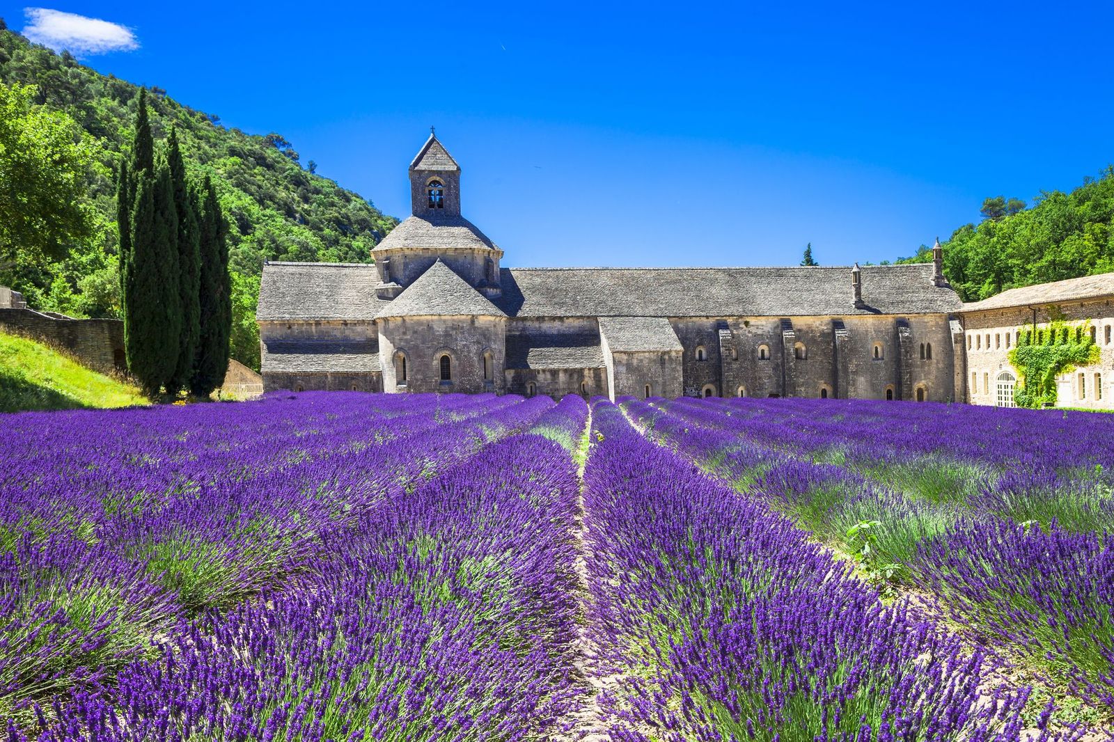 Monastry and lavender field Provence