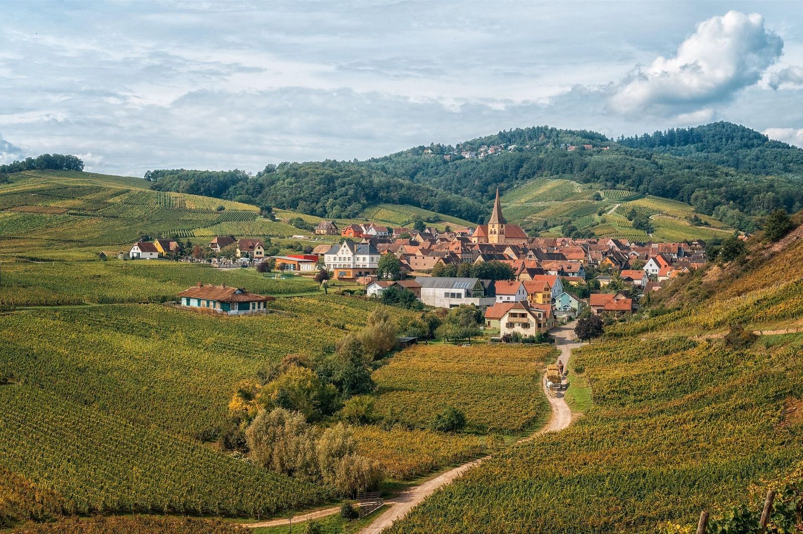 Mountain view with the vineyard in Alsace