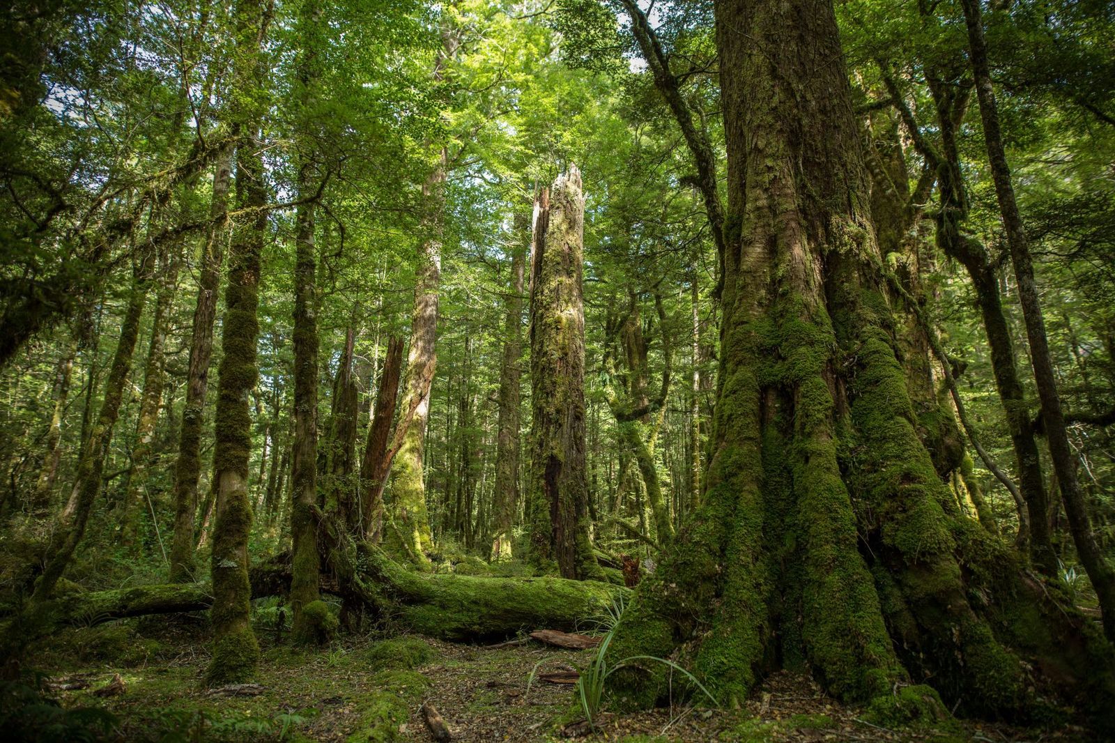 Native-Mossy-Forest-North-Island-New-Zealand