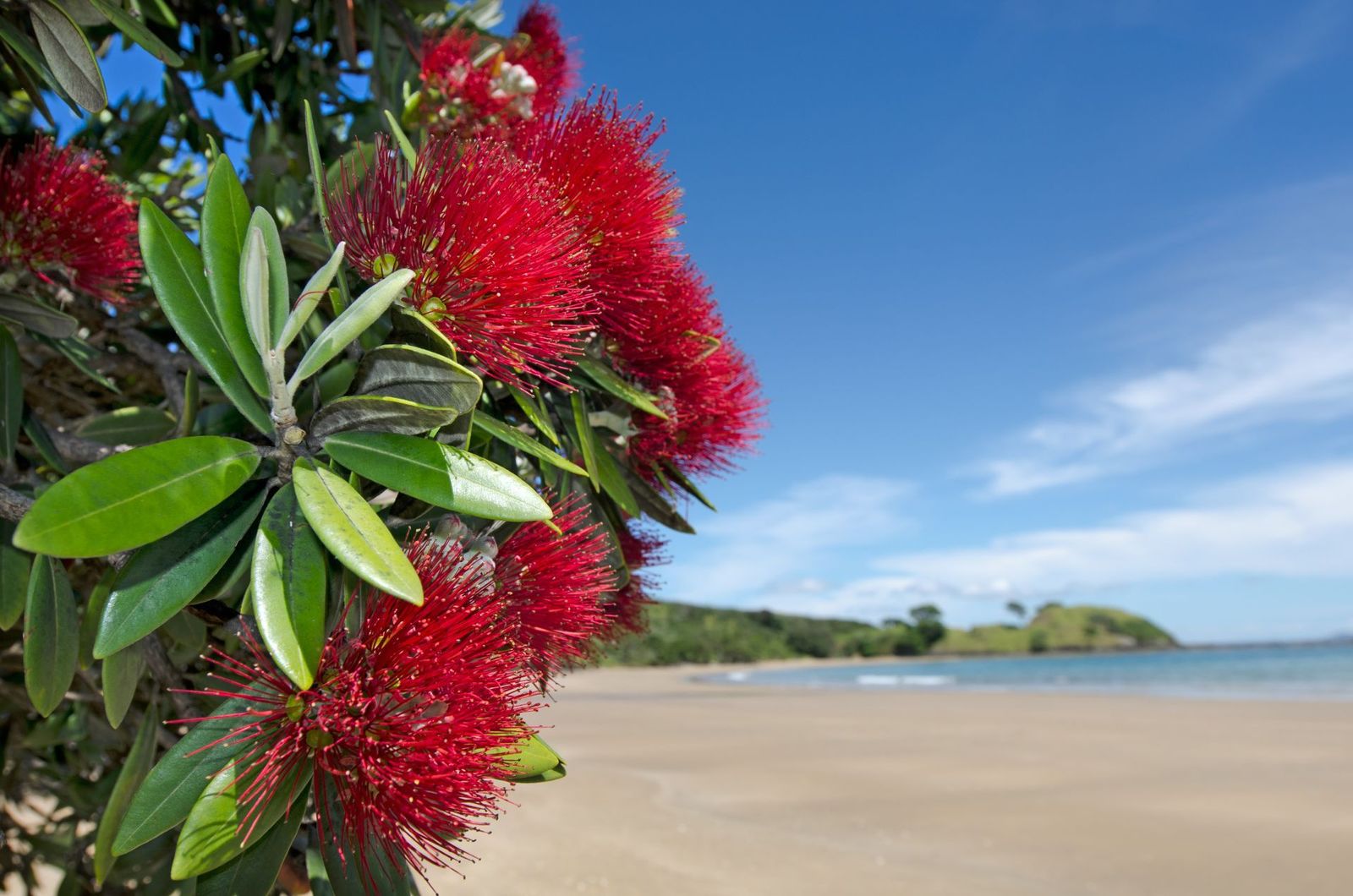 Pohutukawa-Blooms-by-the-Beach-New-Zealand