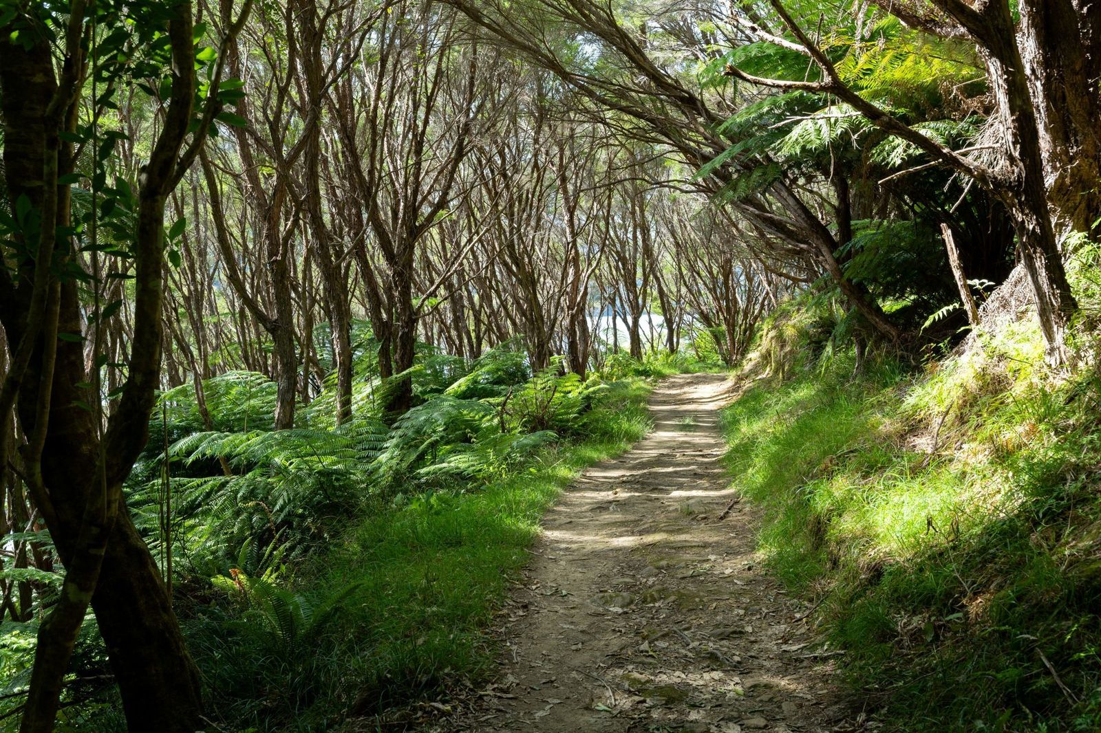 Queen-Charlotte-Track-New-Zealand-Forest-Trail