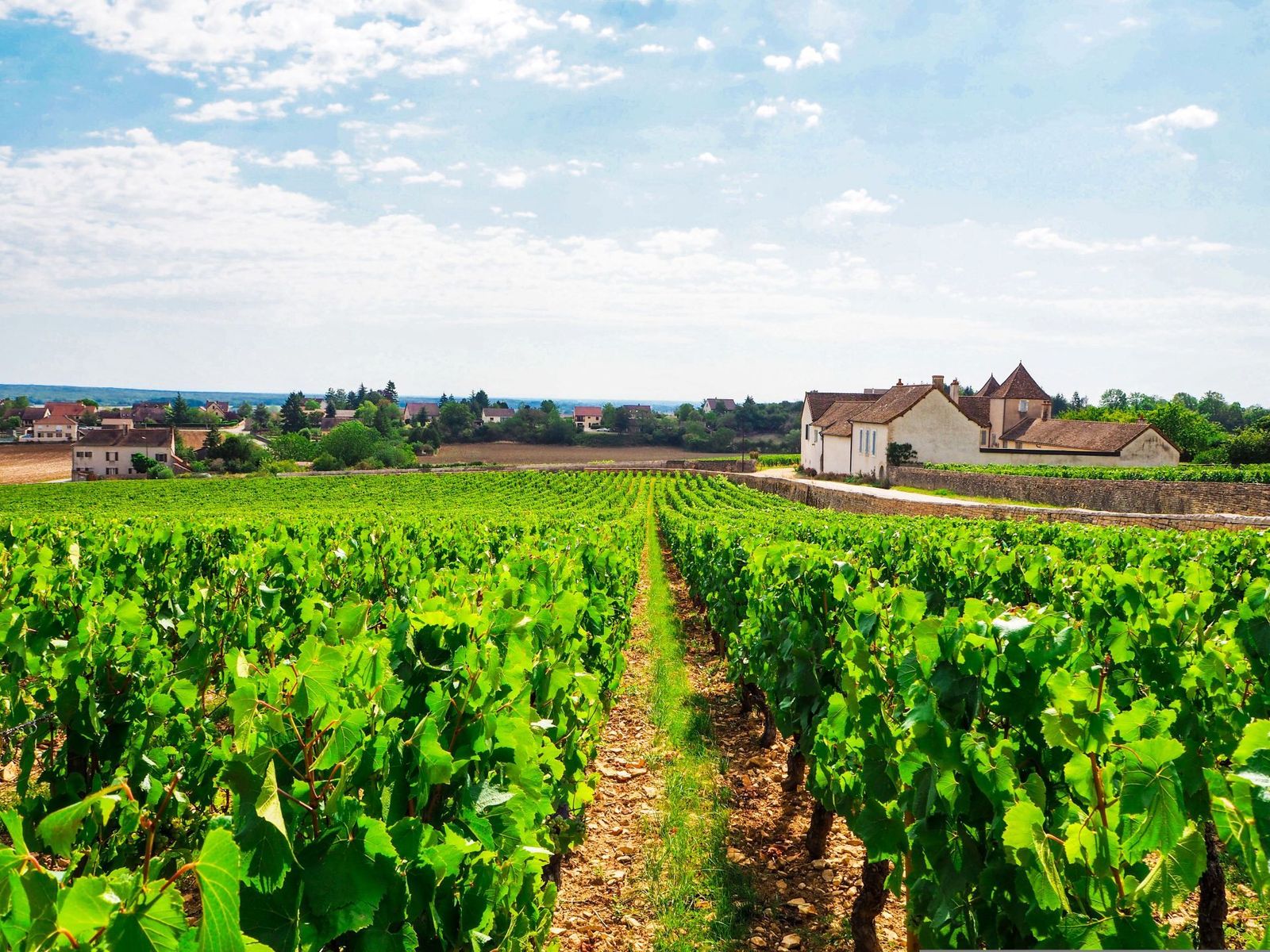 Rully near Pommard, Meursault and Volnay famous vineyards in Cote de Beaune, Burgundy France