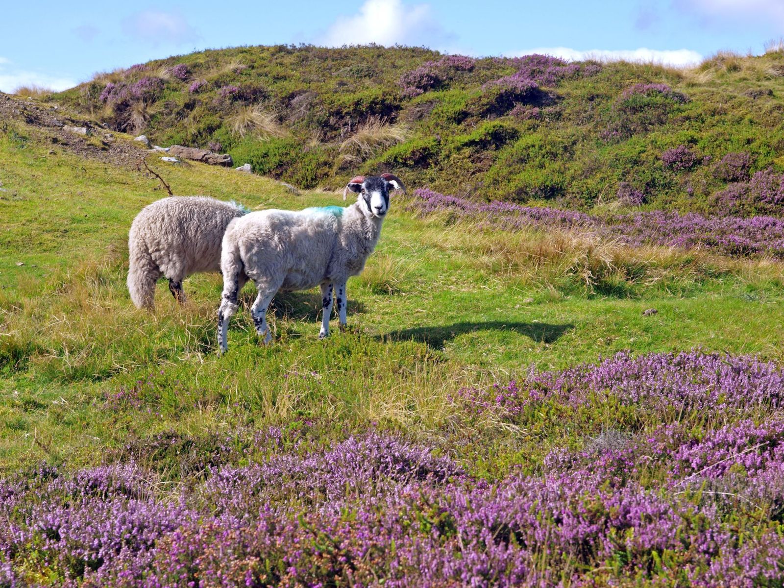 Sheep-on-the-North-York-Moors-National-Park-Coast-to-Coast