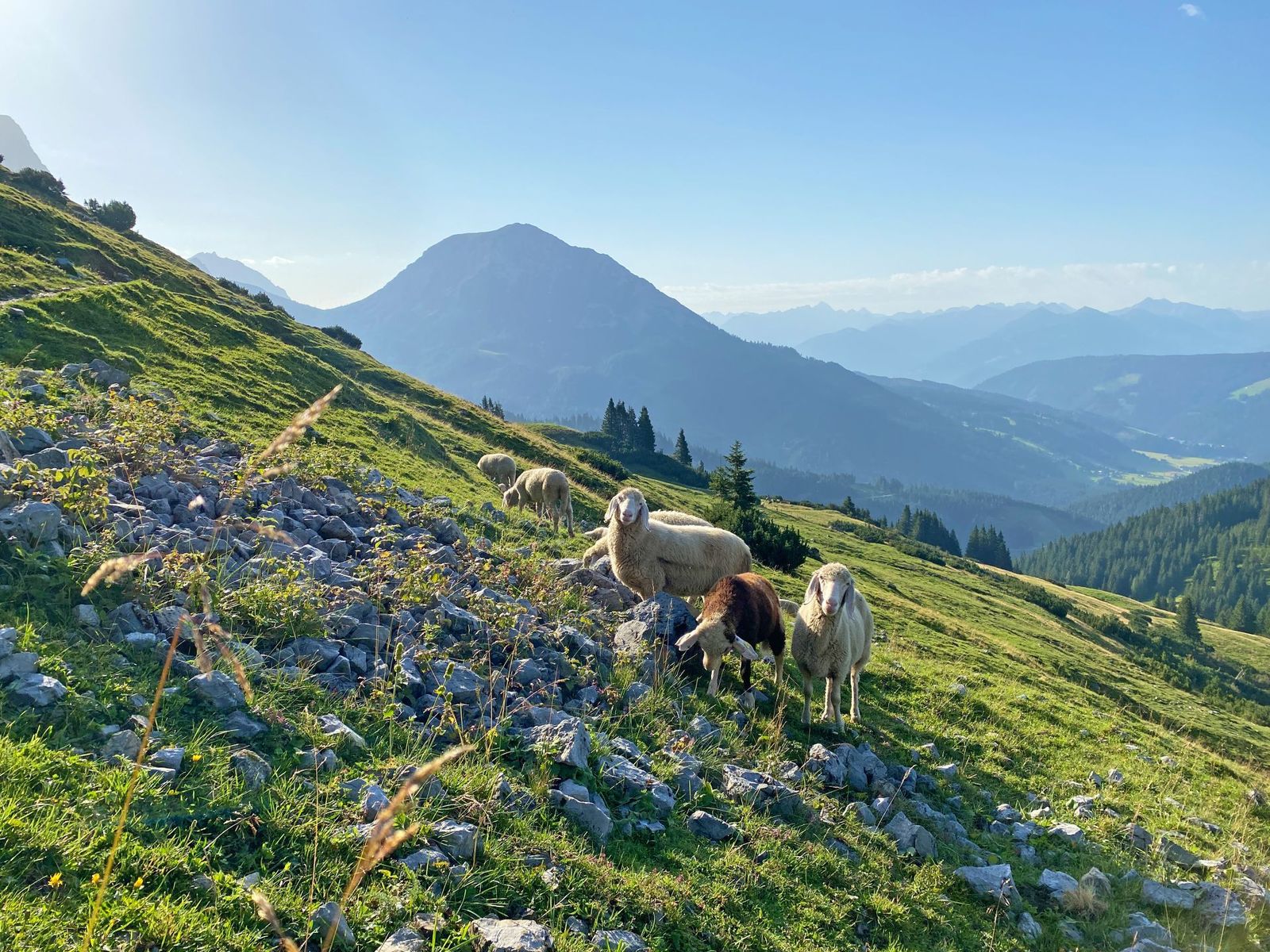 Sheeps along the Ten Lakes Trekking Tour - supplied by Eurohike