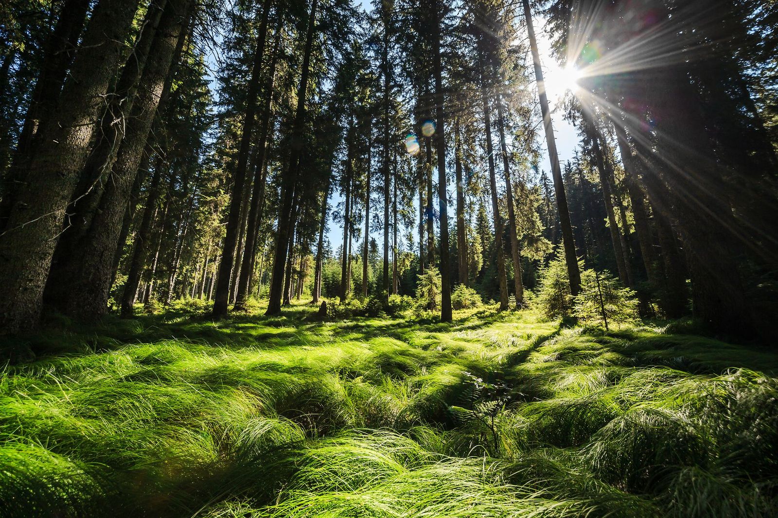 Sunbeams in the Ancient Forest in Pokljuka_Plateau - supplied by Juliana Travels