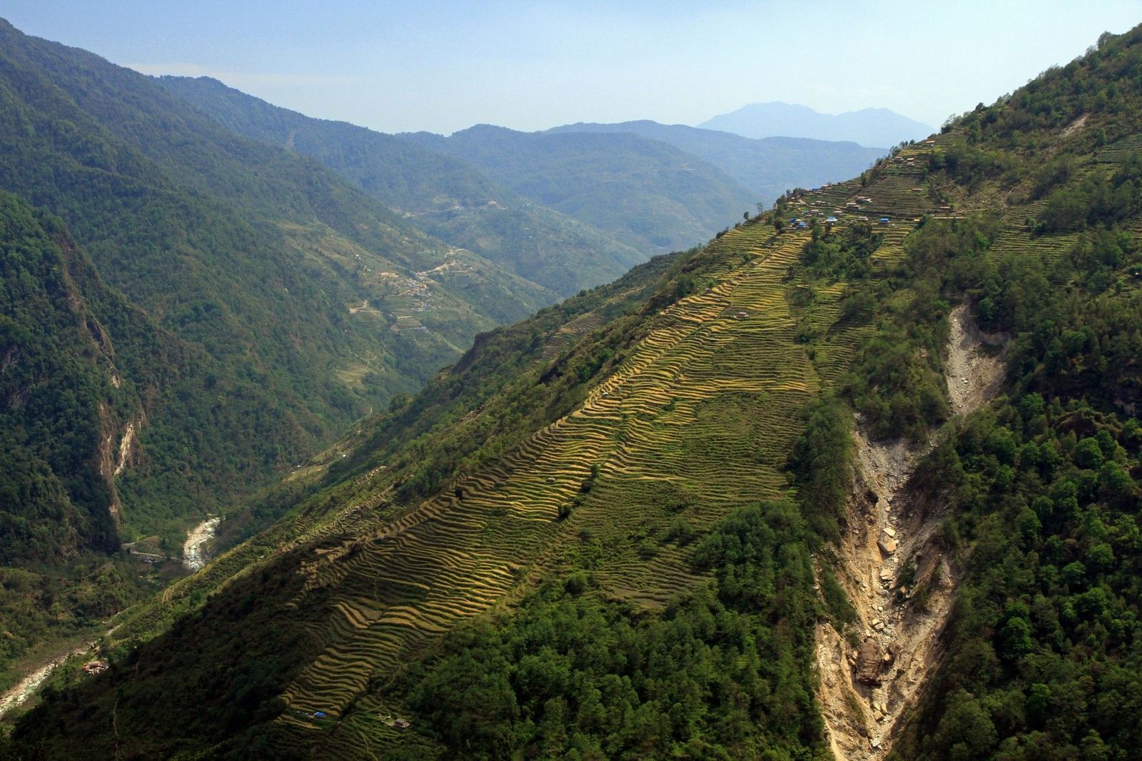 Terraced Fields near Chhomrong.jpg