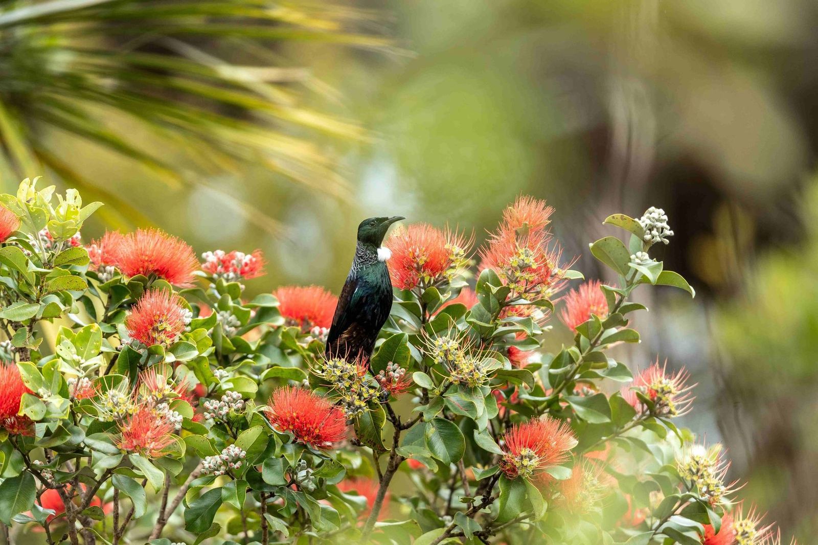 Tui bird