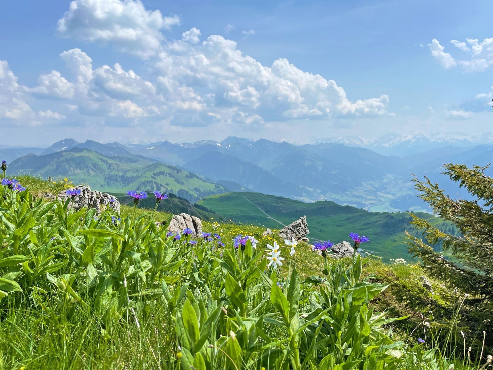 Vibrant purple cornflowers in Kitzbühel Alps of Tyrol, Austria - supplied by Eurohike