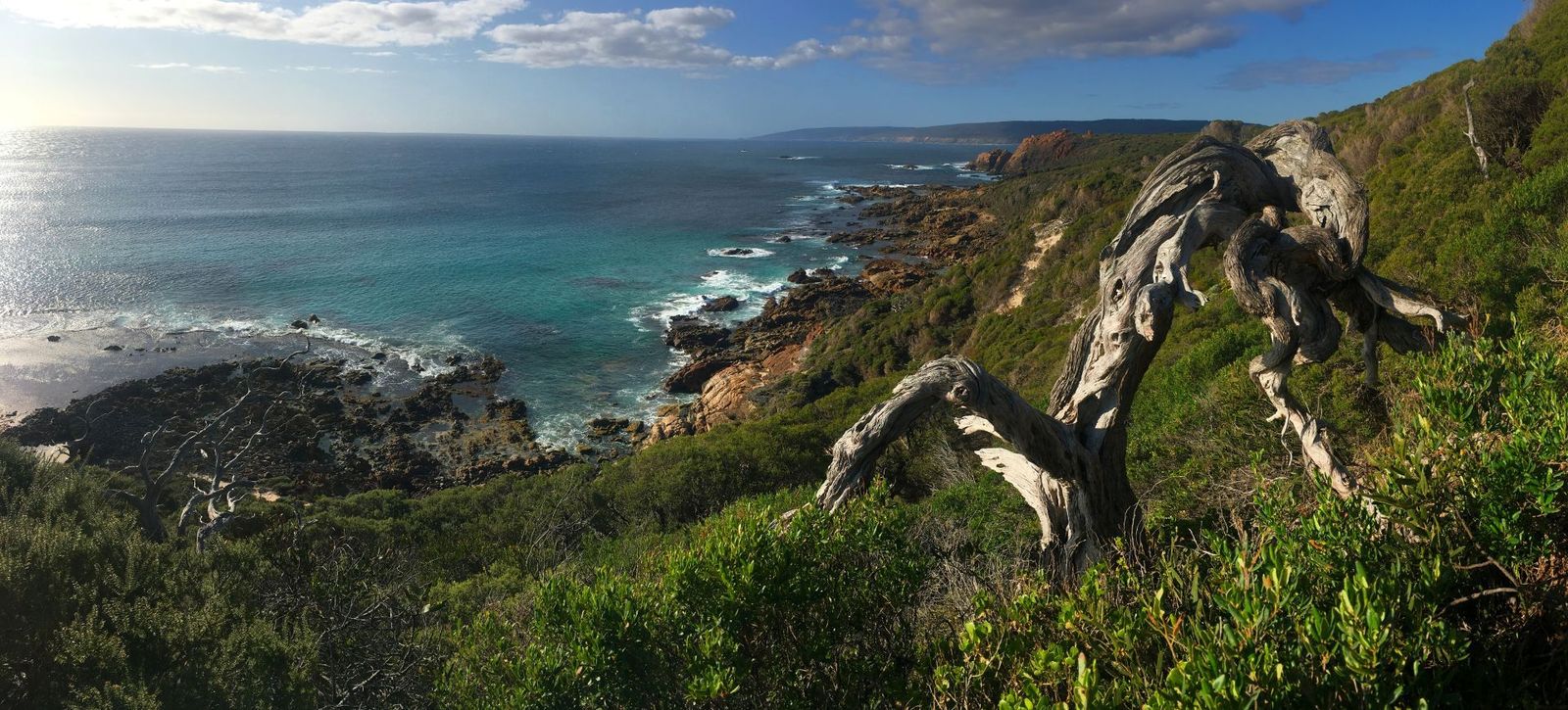 Weathered-Tree-by-the-Coast-at-Canal-Rocks-Cape-to-Cape