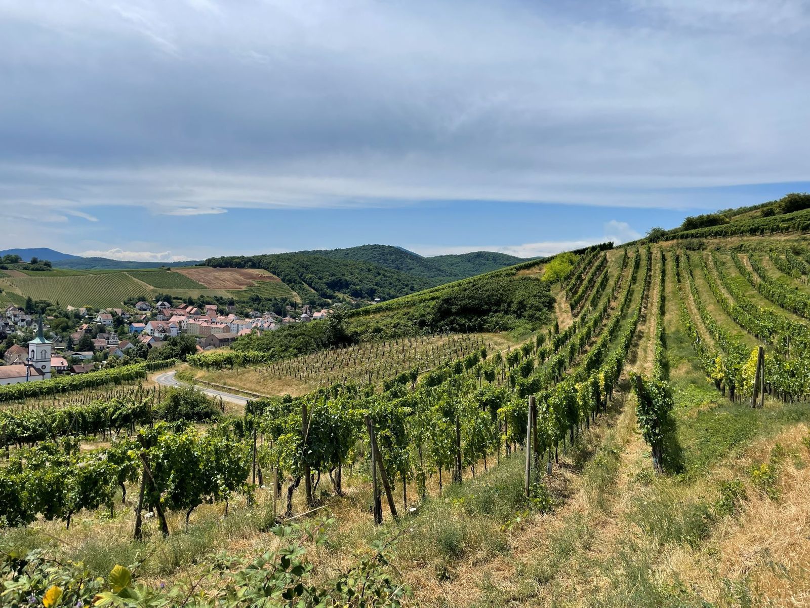 Wonderful vast view of the vineyard in Alsace