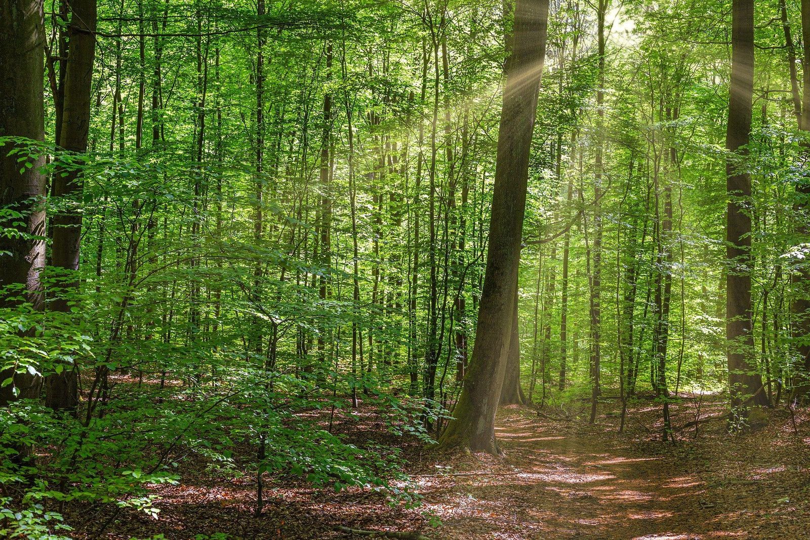 forest-dordogne