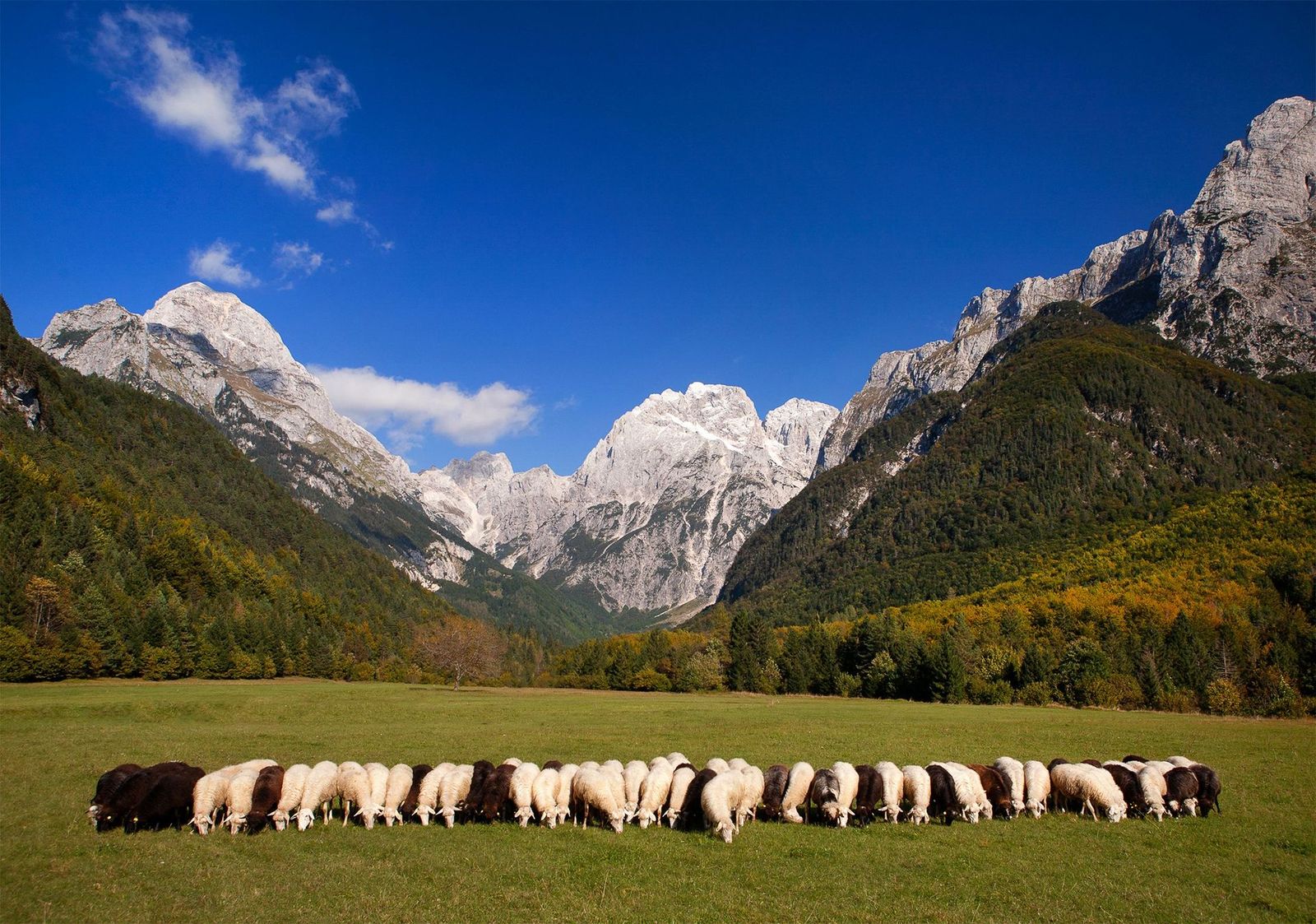 -Log pod Mangrtom-Dan Brisk Slovenia Juliana Alps
