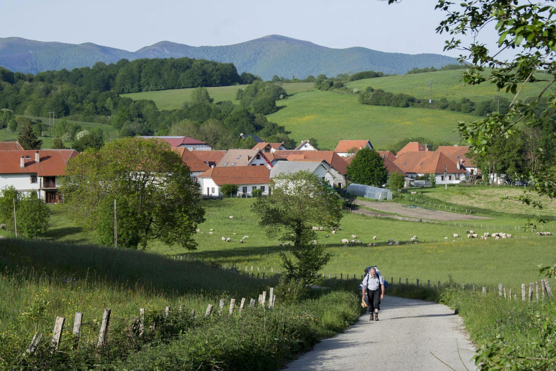 Camino Frances: The Full Route - 36 Days