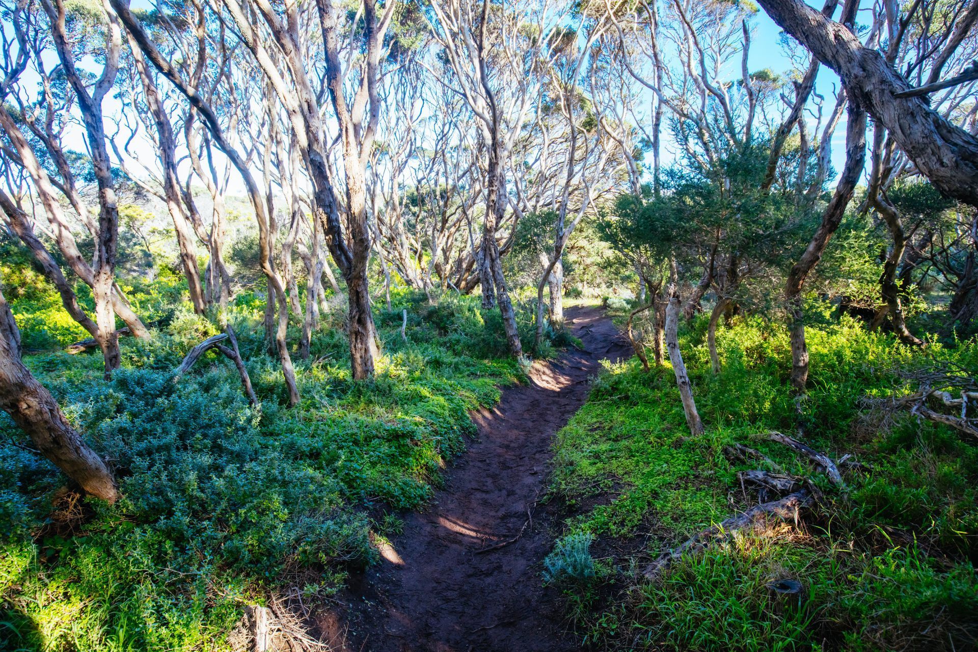 Mornington Peninsula Walk - 6 Days