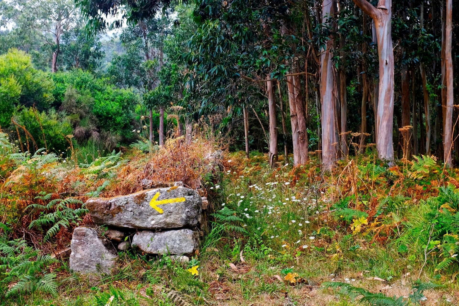 Portuguese Camino