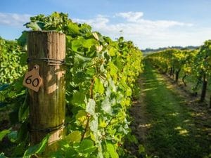 Vineyard Mornington Peninsula