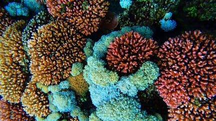Coral Lord Howe Island
