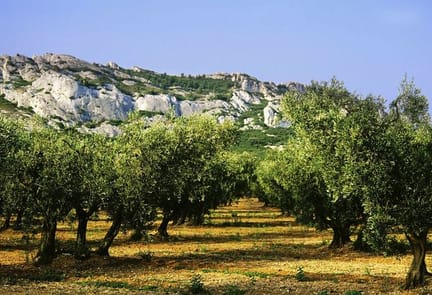 Alpilles provence