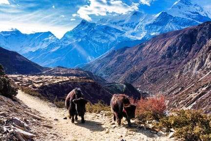 Annapurnas circuit track yaks