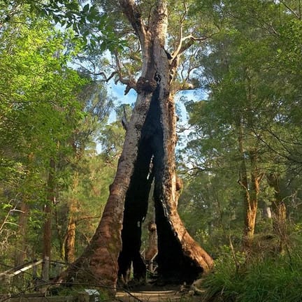 Bibbulmun-Track-Day Giant Tingle tree