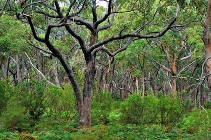 Dense-Forest-of-the-Great-Otway-National-Park