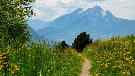 Dirt hiking path winding through a vibrant field of yellow wildflowers on the slopes of Mount Rigi.