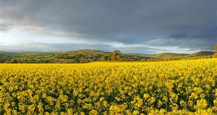 Field-of-oil-seed-rape-on-the-Cotswold-Way