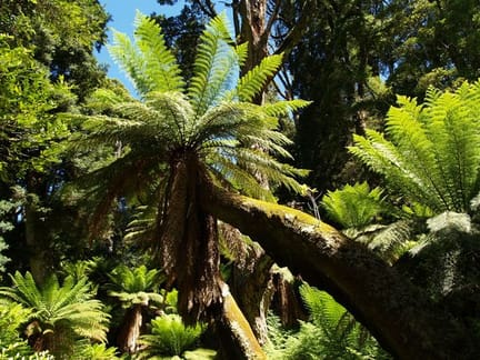 Giant-Tree-Ferns-in-a-Lush-Forest-in-Cradle-Mountain