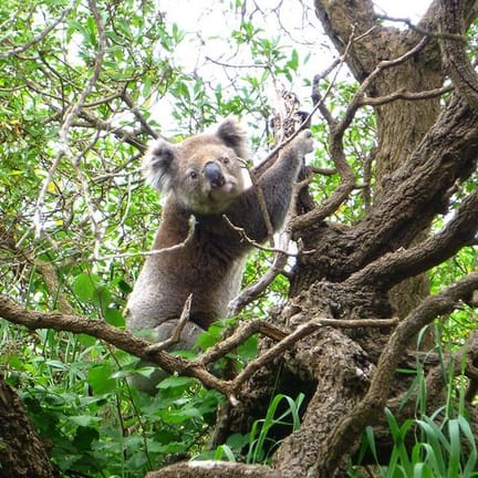 Great-South-West-Walk Koala