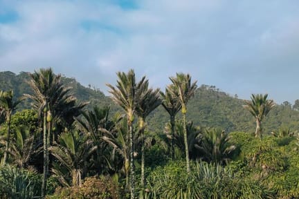 Nikau Palms near Punakaiki