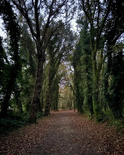 Palas de Rei to Arzua