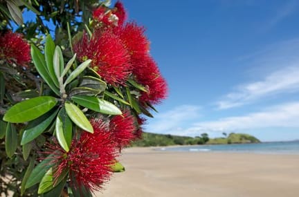 Pohutukawa-Blooms-by-the-Beach-New-Zealand